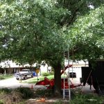 bill mccabe tree service