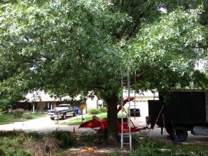 bill mccabe tree service